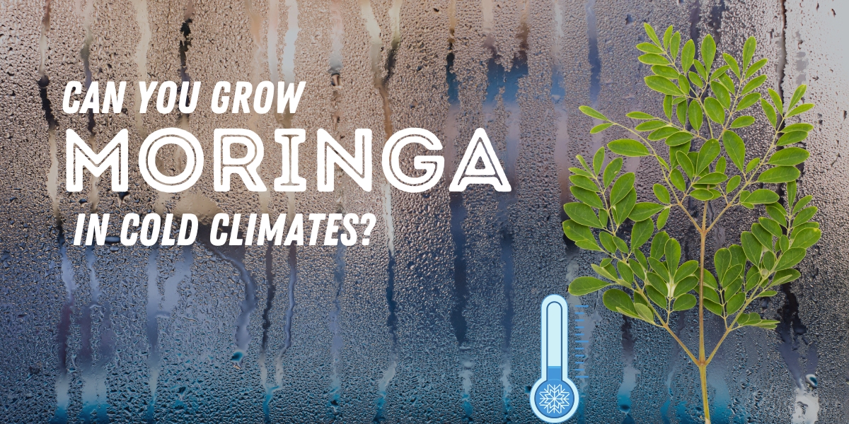 Can You Grow Moringa in Cold Climates